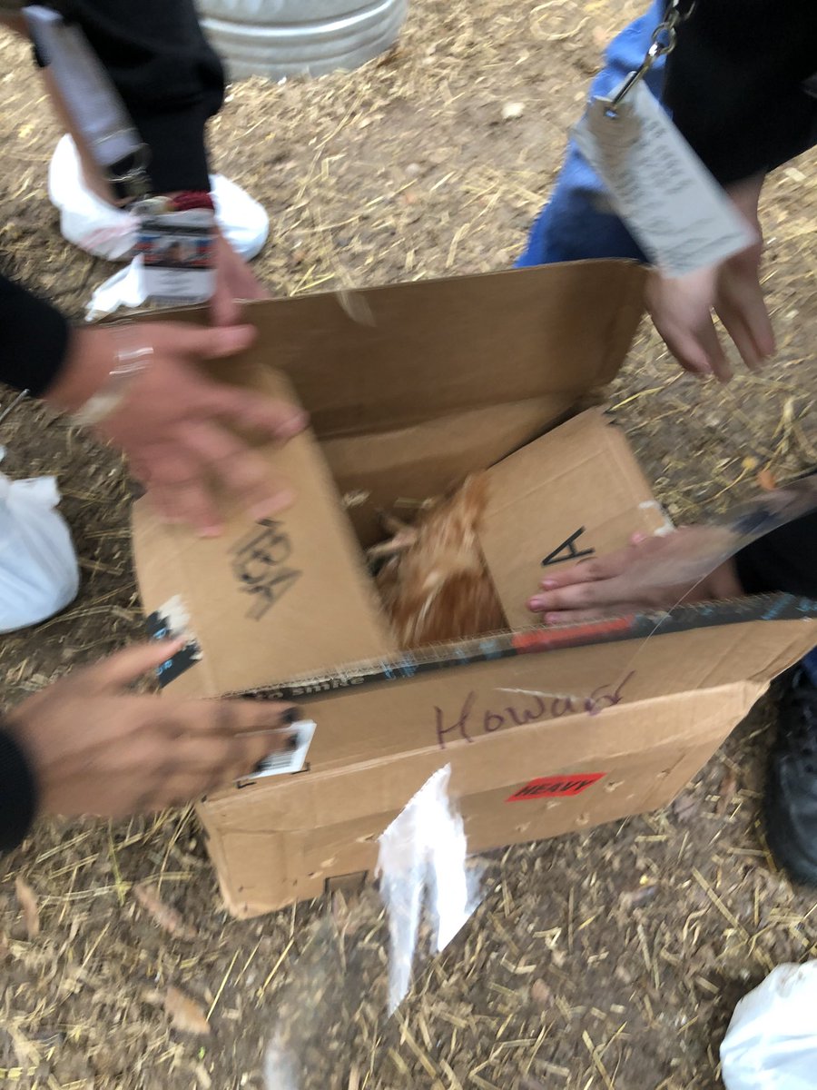 northshoreffa's tweet photo. All hands on deck during 4th Period Principles of Ag Class. As another chicken finds a new home and leaves the campus at NS9. #teamworkmakesthedreamwork @GalenaParkCTE https://t.co/lrAIjwB9XD