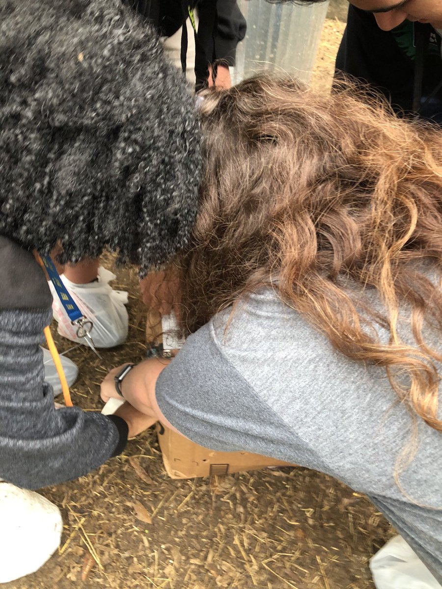 northshoreffa's tweet photo. All hands on deck during 4th Period Principles of Ag Class. As another chicken finds a new home and leaves the campus at NS9. #teamworkmakesthedreamwork @GalenaParkCTE https://t.co/lrAIjwB9XD