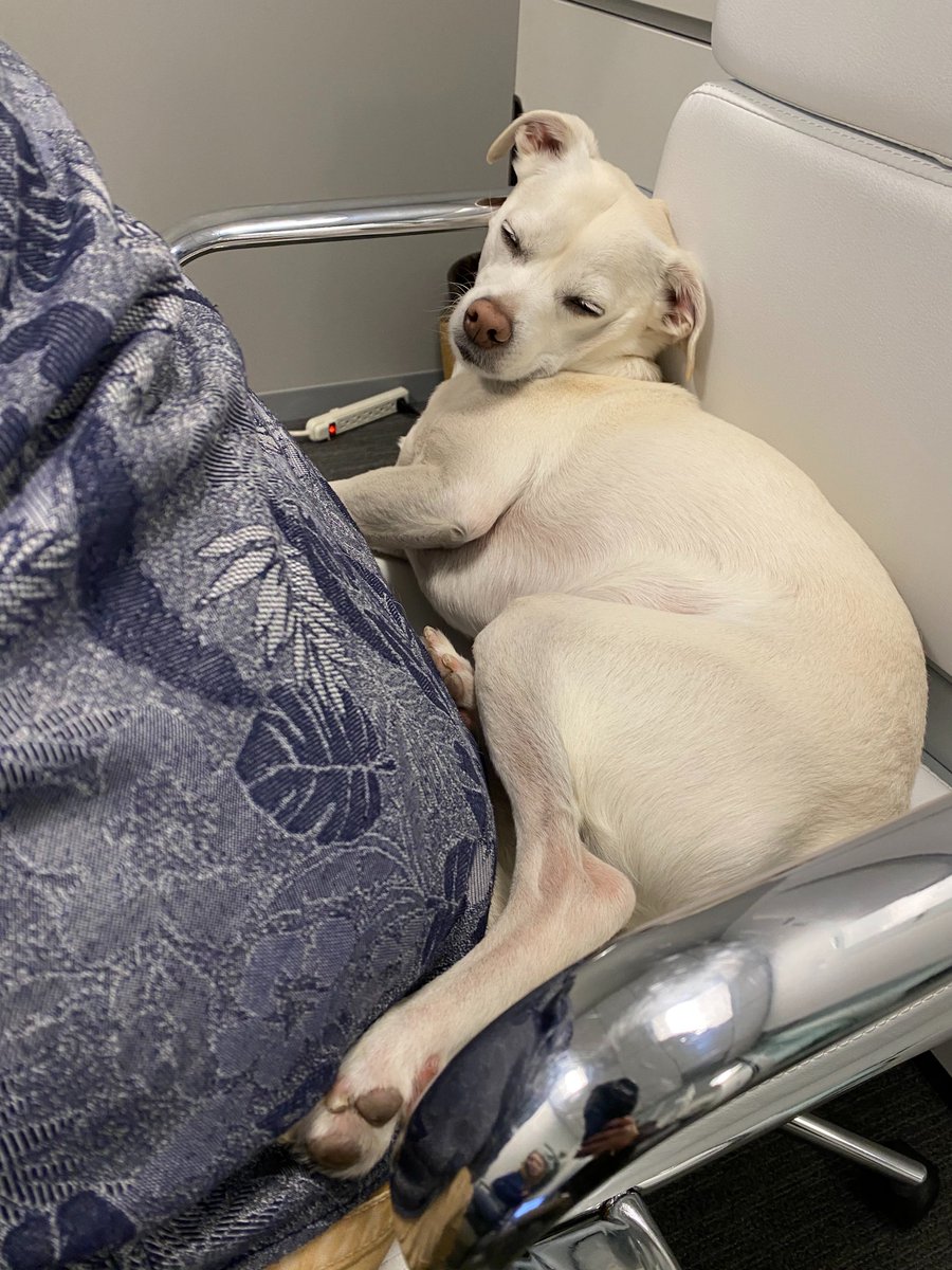 Happy Hump Day! 

How are you getting over the Wednesday Hump?

Here's a small win from our mascot and chief, Mr. Cheese, who's come to know the simple pleasures of life.