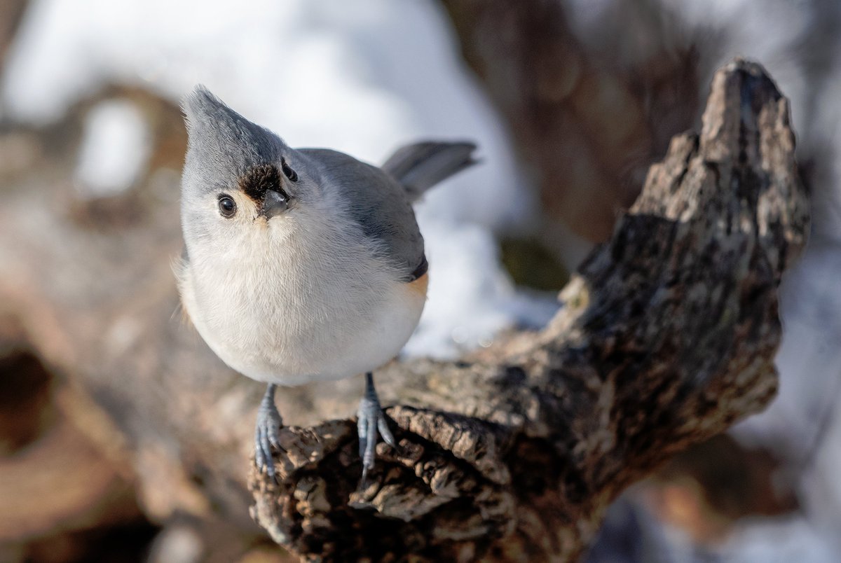 Jocelyn Anderson Photography tweet media