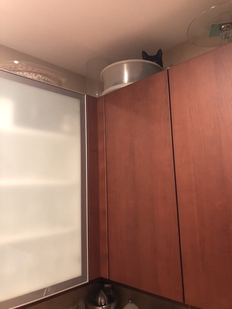 ModelCarolAlt's tweet photo. K-I iknow itโs been a while since Iโve done a #WhereIsSammy or #SammySaturday but this was 2 good 2 pass up. I came in2 the kitchen &I heard snoring-I couldnโt find where the noise was coming from until I looked up! #BlackCatsRule #BlackCats #Cat #Kitty #Kitties #CatsOfTwitter https://t.co/RkrJeJYBsc