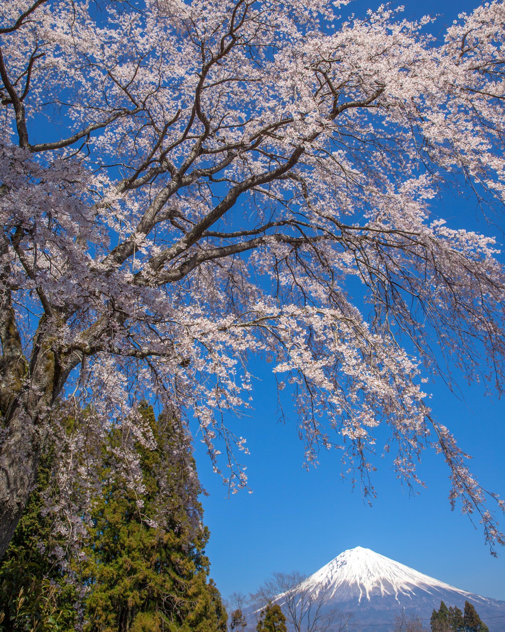 早水健一 日本を象徴する景色 富士山 と桜 も静岡には素晴らしい景色がたくさんあります 今回は全て縦写真で クリックして見てください 静岡と富士山 桜と富士山 桜 富士山 T Co Svrdv1vux9 Twitter