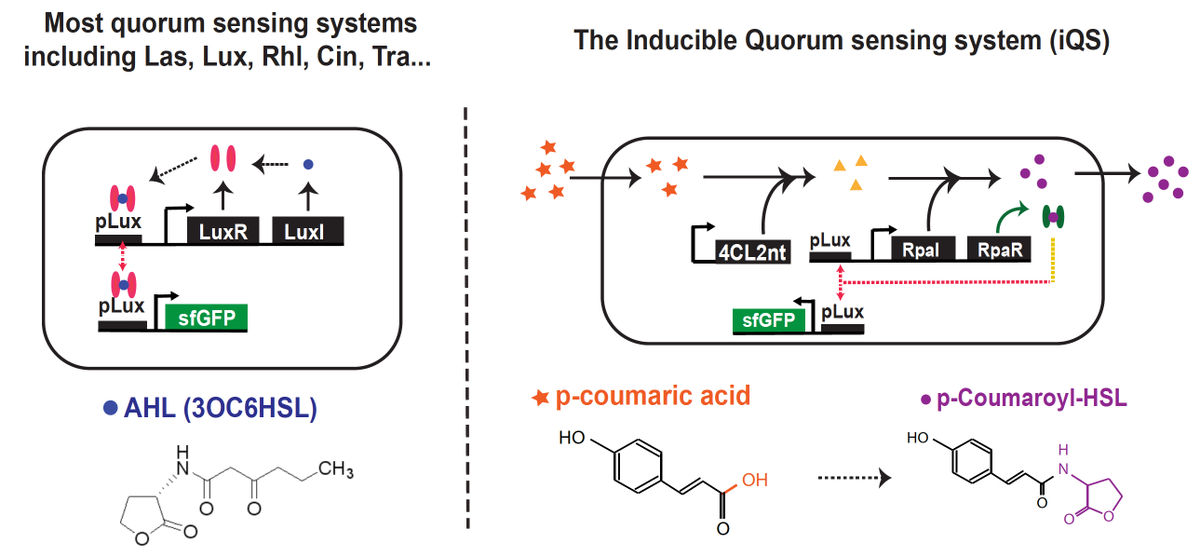 UCSD_BDL's tweet photo. Check out our new paper on inducible quorum sensing for tunable dynamics in microbial communities - out on Nature Communications! 
https://t.co/6ugPxERlo5 https://t.co/wm7N9HTlc8