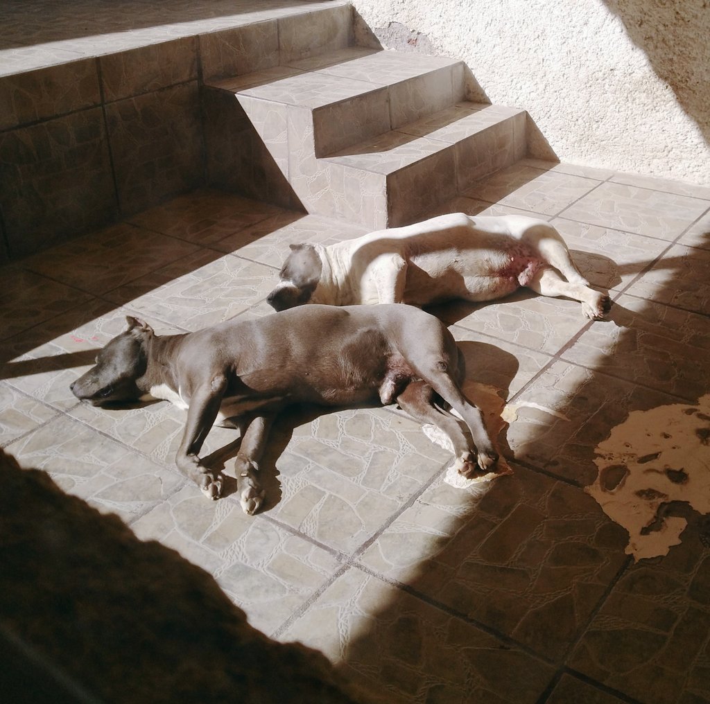 rickyftp_'s tweet photo. #fulltimepits #ftpbulls https://t.co/8TD4N0DF6N