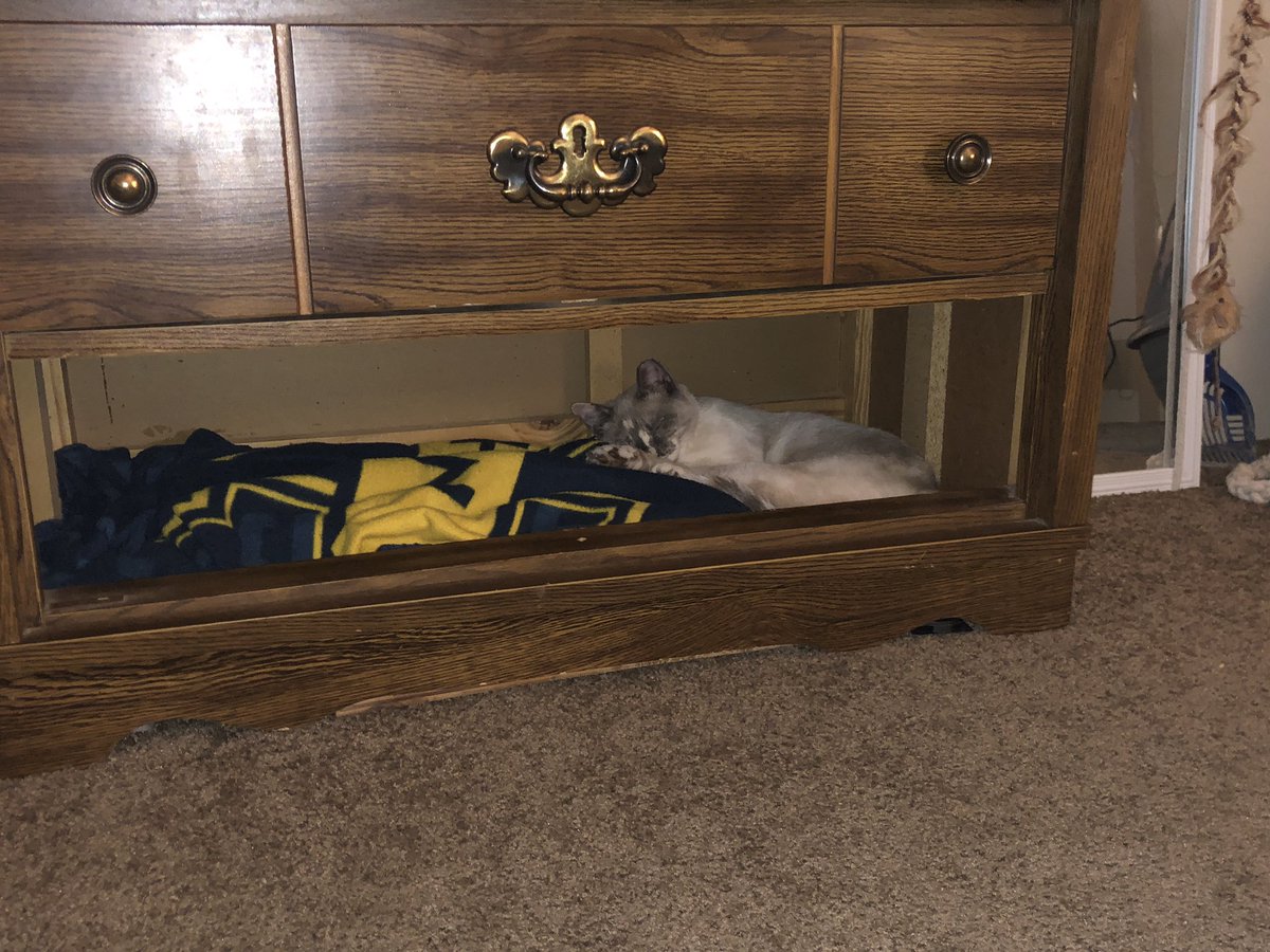 thomm6446's tweet photo. Thought I’d share. She loves her new hidey whole https://t.co/OXSHWLtmBV