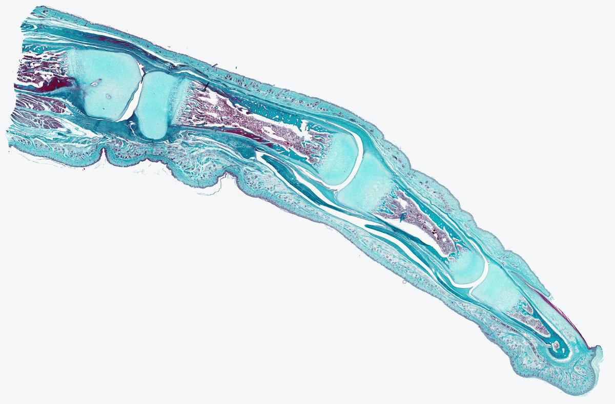 CoreMcdb's tweet image. The winners of the 2019 @UCLA #microscopy contest have been announced!

stemcell.ucla.edu/news/2019-ucla…

#BioArt #SciArt #MicroscopyArt #microscopicworld #confocal #fluorescence #brightfield #microscope