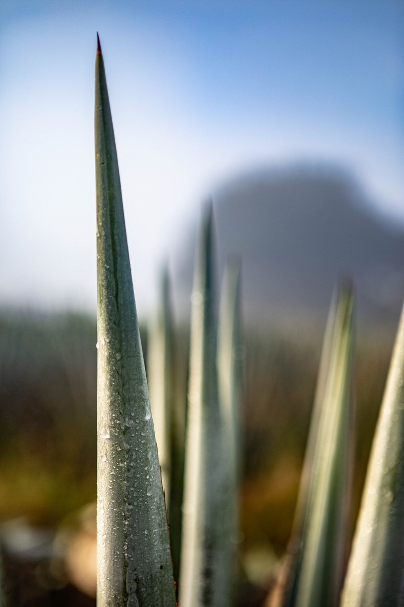 Las imágenes de nuestro Mexico, Lindo y Querido.  #JaliscoMexico #ReignSupreme #Tequila