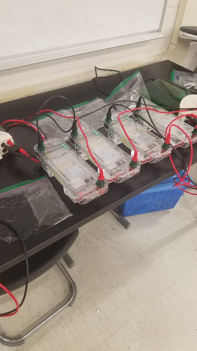 Robyn Allen (@mttaborbiology) on Twitter photo Gel electrophoresis labs in AP Biology <a href="/Tabor_City/">Mount Tabor High</a> today. Practicing skills we might use in a research lab one day! #spartanstrong #wedosciencewell <a href="/WSFCS_Science/">WS/FCS Science</a> Gel electrophoresis labs in AP Biology <a href="/Tabor_City/">Mount Tabor High</a> today. Practicing skills we might use in a research lab one day! #spartanstrong #wedosciencewell <a href="/WSFCS_Science/">WS/FCS Science</a>