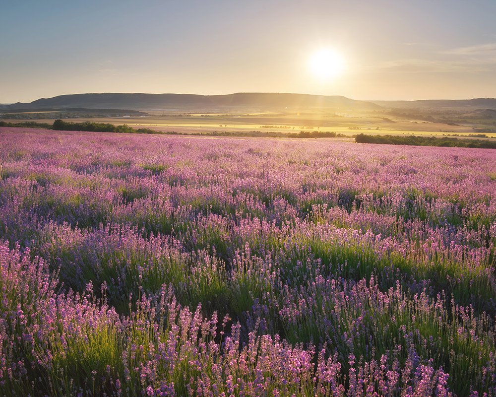 SymriseAG's tweet photo. Farmers worry about bad weather conditions affecting their crops. To help them, #Symrise has sponsored weather stations for the #lavender fields in collaboration with #Crieppam research institute in France. https://t.co/anXzHssZE8