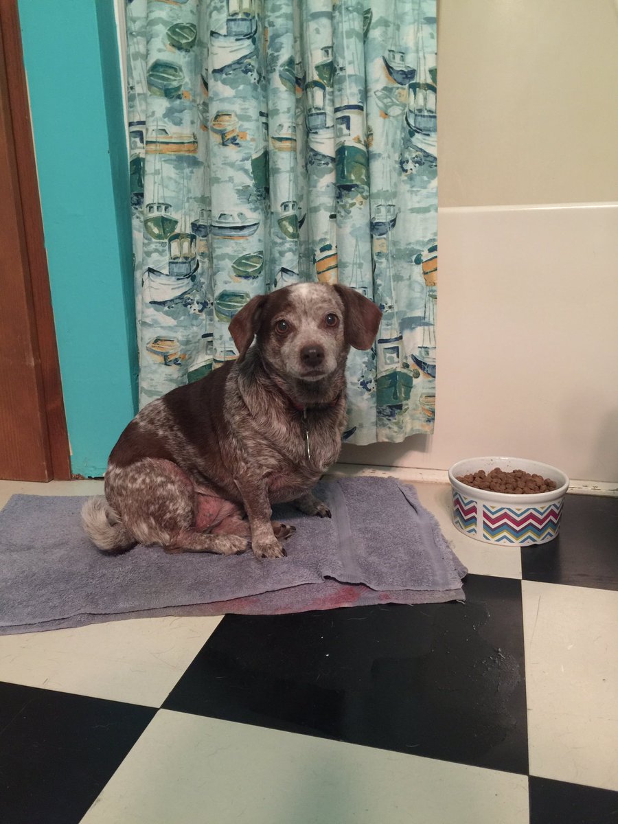southernsouls1's tweet photo. One of our most senior, long term residents, BB, was adopted by a staff member this week! She’s now adjusting quickly to the sweet life (despite all the storms). 

BB has complex behavioral issues that definitely takes a patient Dog Person to care for and work with her on. https://t.co/83kJ9TeHU5
