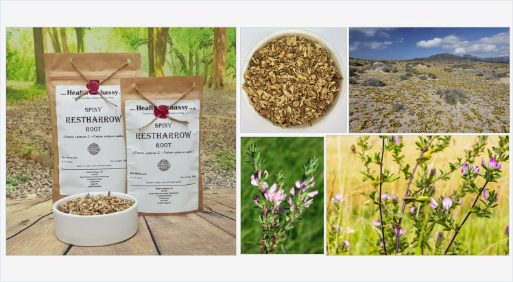 HealthEmbassy's tweet photo. Spiny Restharrow Root (Ononis spinosa L.) #spinyrestharrowroot #spinyrestharrow #ononisspinosa #herbaltea #vegetarian #remedies #homeopathy #naturalmedicine #organicherb #herbalism #witchcraft #spell #dietary #diet #treatment #organictea #infusion #tea https://t.co/8vmaTKB7cB https://t.co/ZDEcDopiKi