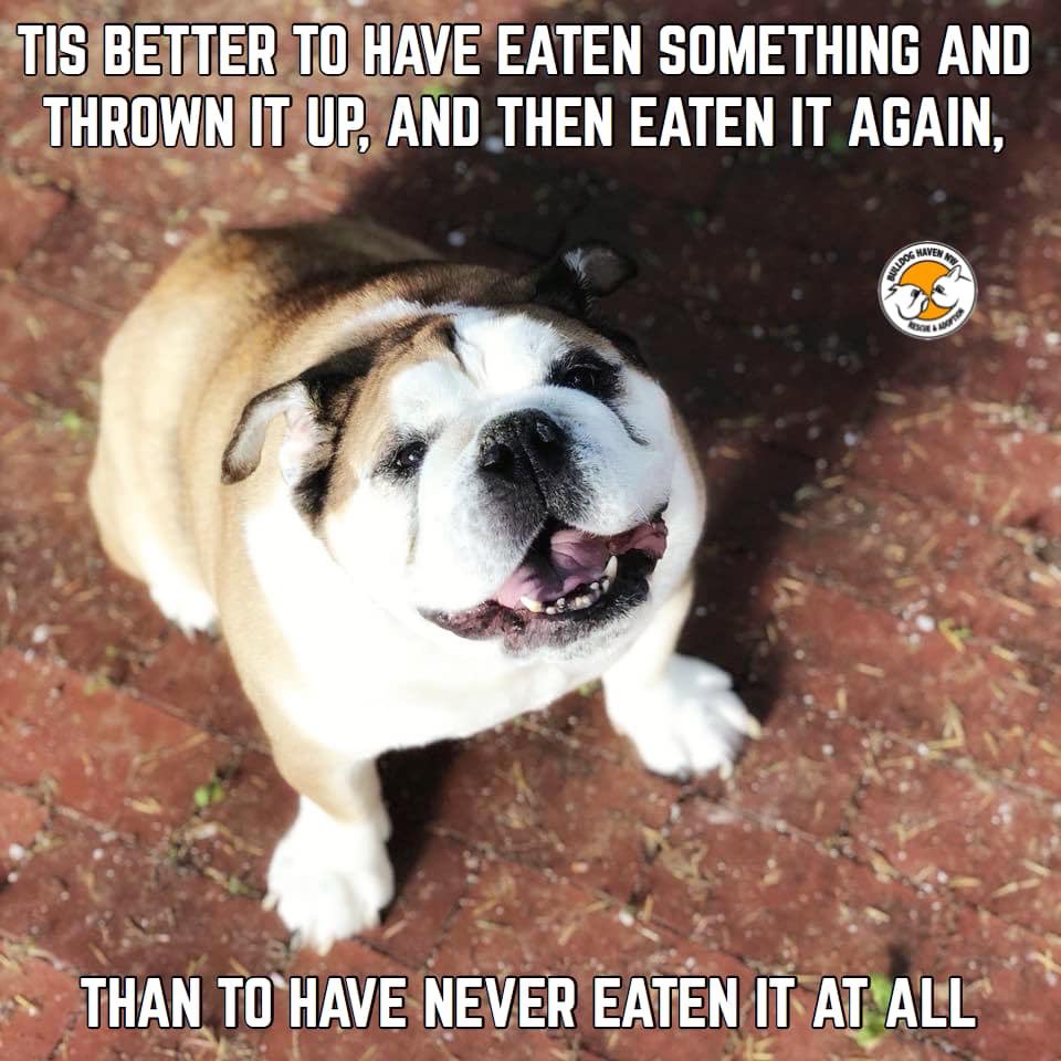 BulldogHavenNW's tweet photo. #Alumnus #Rebel would like to share a little #bulldogwisdom with you today. The #humans at #BHNW would like to disagree with him on this point. What terrible things do you have to stop your dog from eating? Let us know in the comments.
https://t.co/gIVYMUULhQ
#bulldoghavennw https://t.co/pjF2RaI3UG