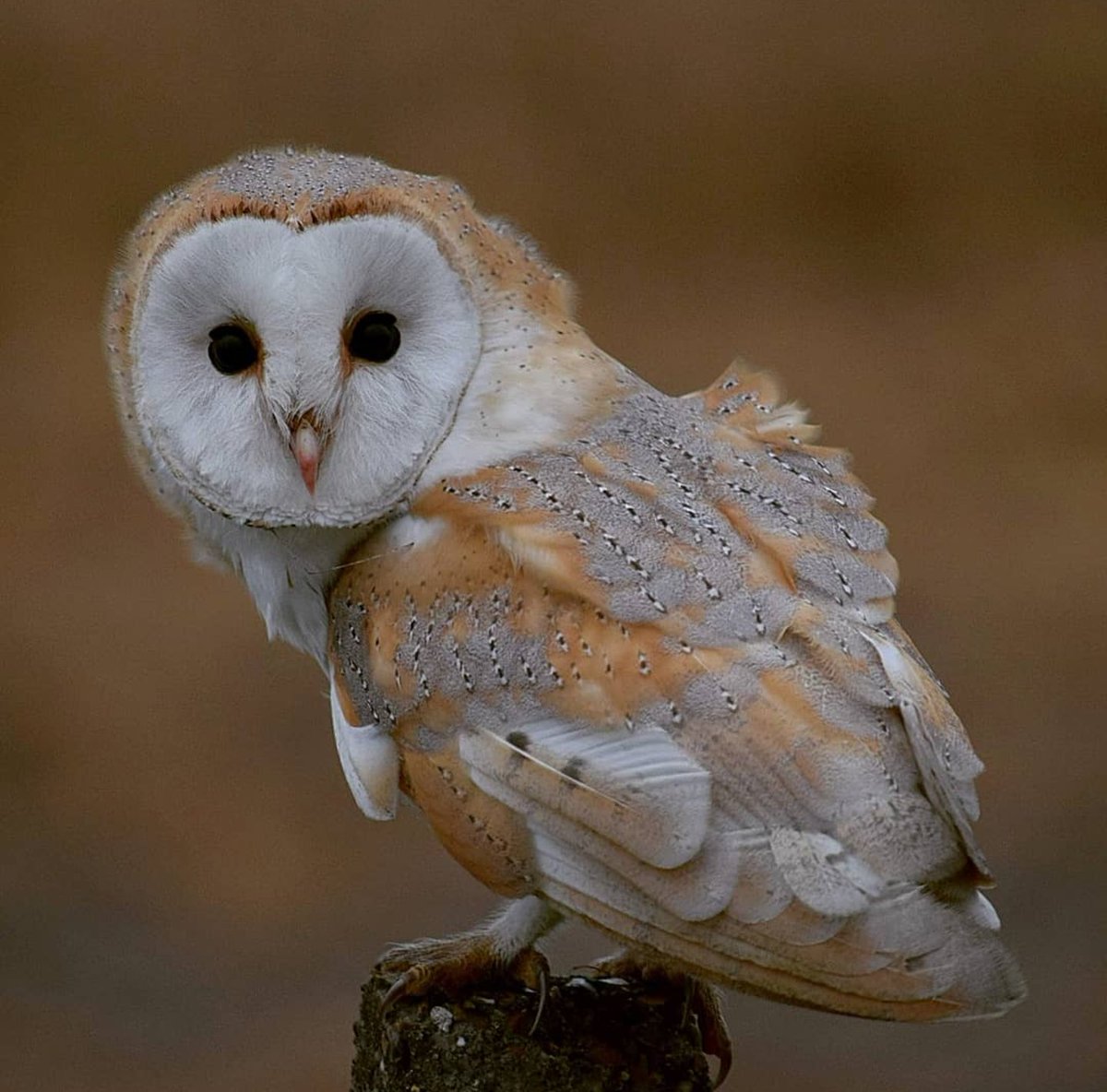 Merv37447363's tweet image. Barn Owl, one of my favorite photos