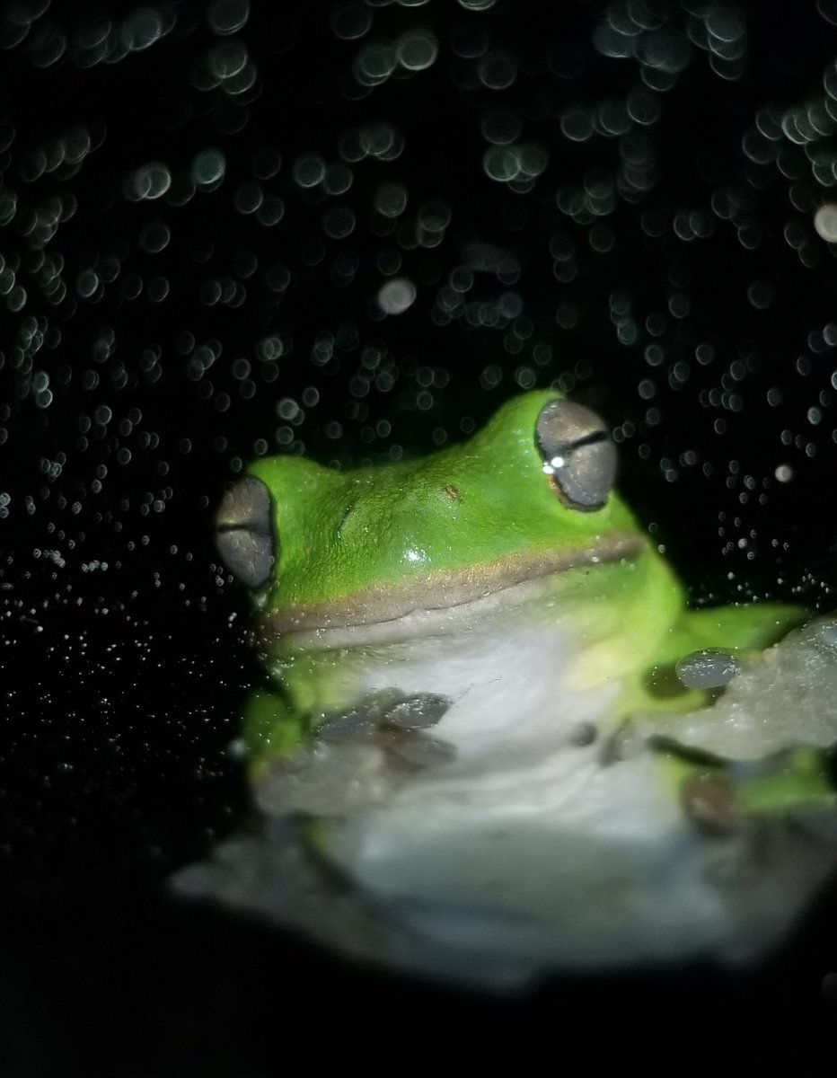 wheemarty's tweet photo. Michigan J. Frog is back, and this time, he's using his jazz fingers. 

#hellomybaby #hellomydarlin #frog #RainyDay #coden #visitsomo #whynotlivehere https://t.co/C9ersBYTYI