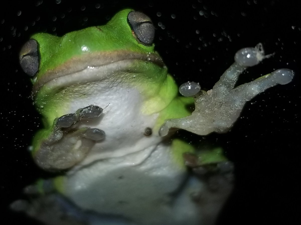 wheemarty's tweet photo. Michigan J. Frog is back, and this time, he's using his jazz fingers. 

#hellomybaby #hellomydarlin #frog #RainyDay #coden #visitsomo #whynotlivehere https://t.co/C9ersBYTYI