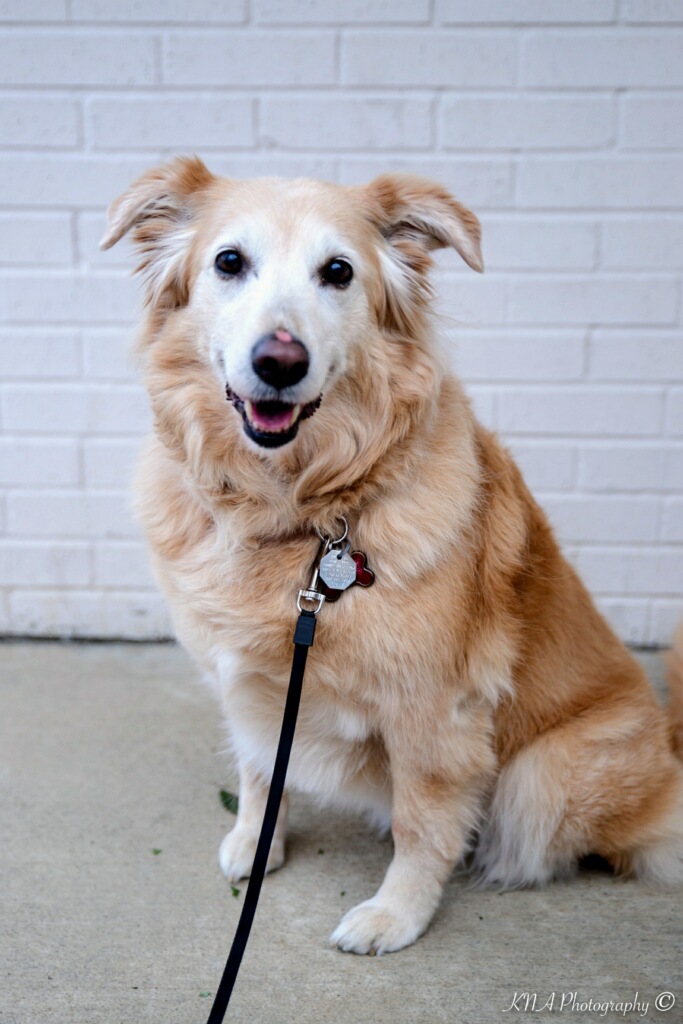 ThePointTheater's tweet photo. Meet Sandy (aka Lilly), our dog for #CYTAnnie ! #Woof #StageDog https://t.co/T5OAIDRpWI