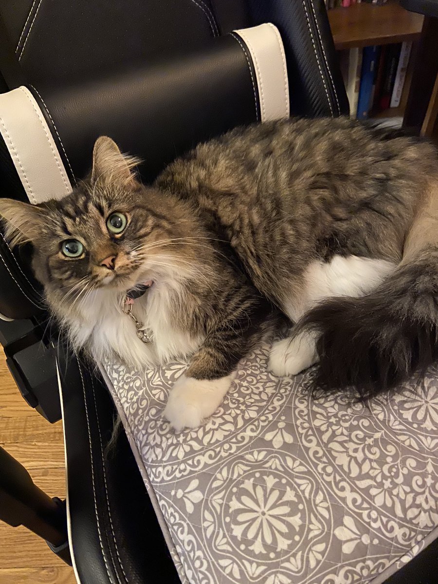 KittenChuck's tweet photo. @Tonithecat32 Relaxing in her favorite swivel chair with extra padding for her sensitive beans! ❤️ https://t.co/GLXtECb8Ov