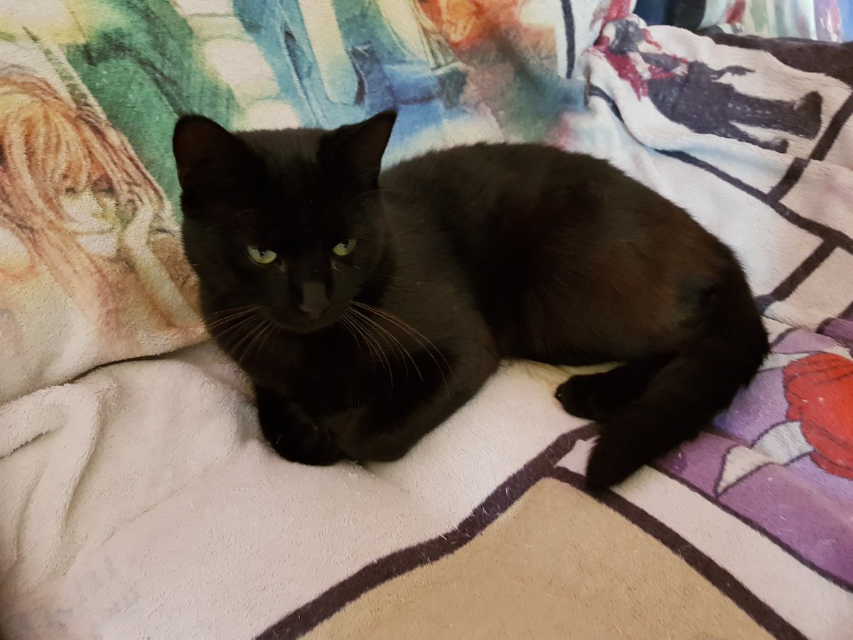 RinzelYue's tweet photo. 1/4 of my fur babies that you'll see when I stream. Latest addition to the family, this is Kuro. He's got beautiful black sun kissed fur and green eyes. If there's food lying around, it'll be gone in seconds flat with this greedy guts. #furbaby #kittystreamer https://t.co/NFC8KM8XzZ