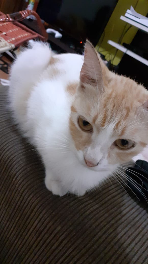 Rebbek19's tweet photo. Apresento a vocês a minha filhinha, que mora com o pai, Larissa
Qual bichinho de vcs? https://t.co/oacsWXZlXc