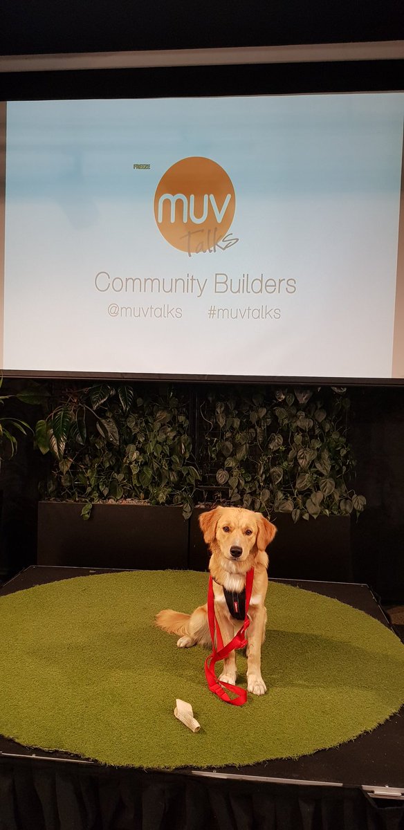 amysticgirl's tweet photo. @Mr_Madness @MUVTalks @Colart @PauliSosa @GridAKL @Auckland_NZ Can't agree more...our #socialpooch loved all the aroha towards him even though his attention during the talks was definitely on the #cookie ππͺπΆ #muvtalks #petfriendly #gridakl #communityconnecters https://t.co/jkdVrW2v1S