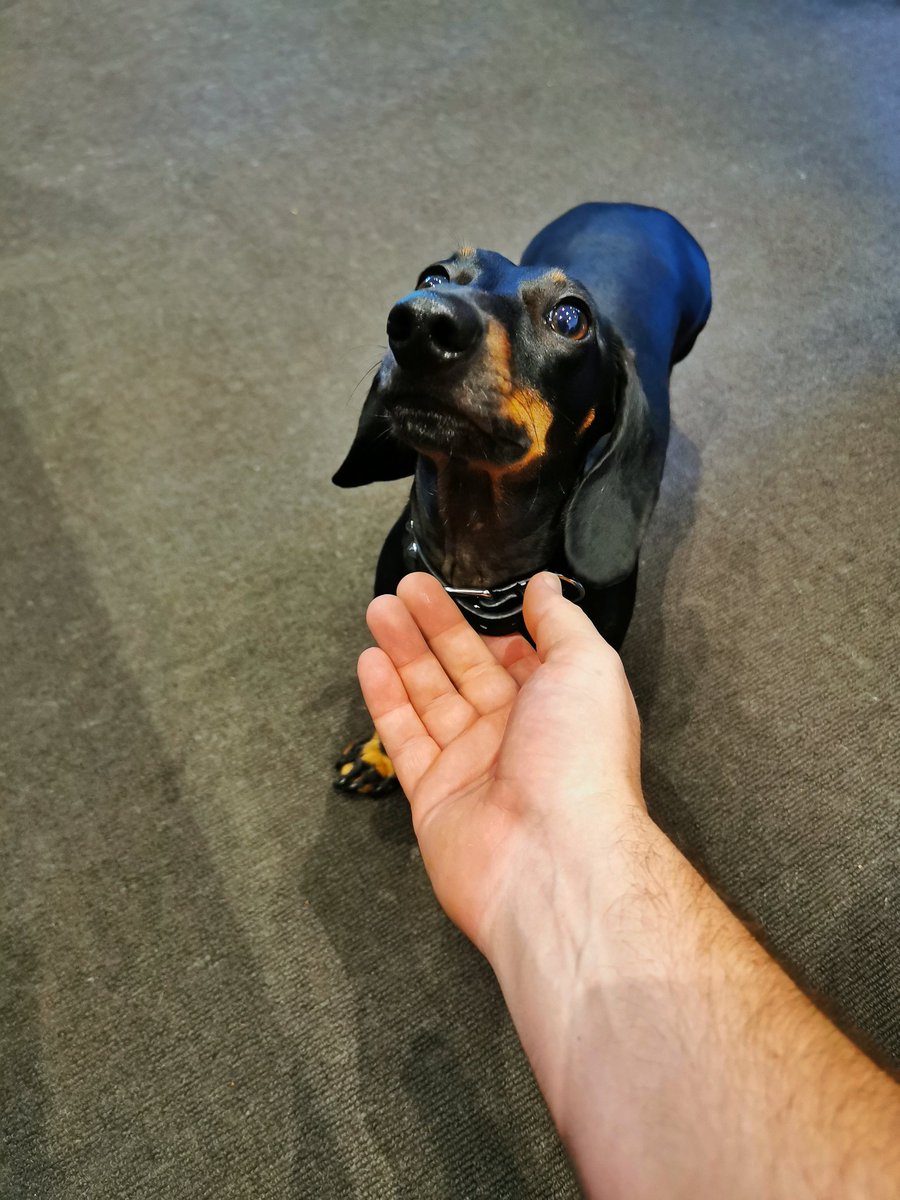 bcurrall80's tweet photo. Everyone, meet Alfred.
Alfred, this is everyone.
#snausage https://t.co/aL8PgzpCuq