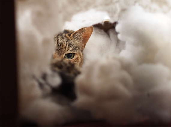 ふわふわベッドと眠らない猫さん ねこせんせいのさくらねこブログ 雲のような フェリシモ猫部のイラスト