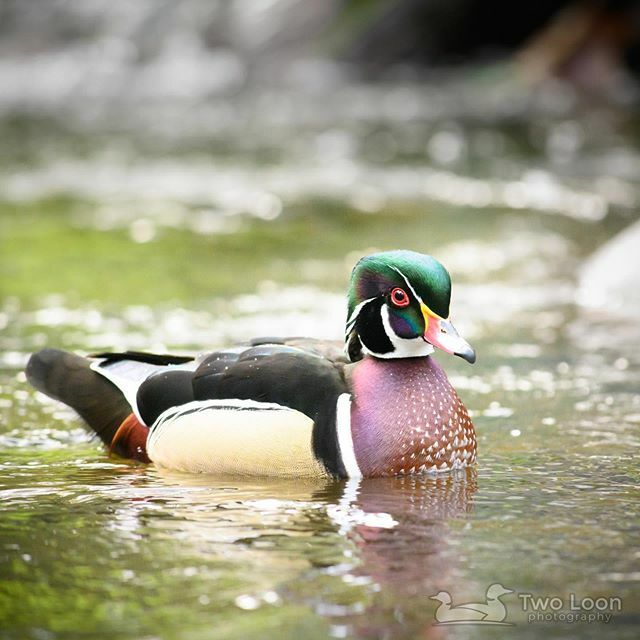 TwoLoonPhoto's tweet photo. Wood Duck ducklings that can't fly jump from nests that can be over 50 feet high. Then they bounce. Then they waddle away uninjured.

Wood Duck (Aix sponsa or WODU) at Lithia Park
Ashland, Oregon
_____________________
#WoodDuck #Duck #AixSponsa #WODU #Li… https://t.co/m45r2PRcNR https://t.co/UAVL2SXTx9