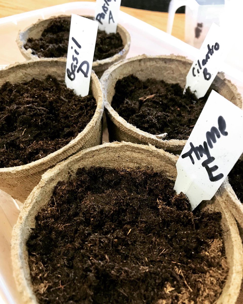 JillJohnsonSTEM's tweet image. I love using @ExploreLearning #GizmosLab with my #3rdgraders! Doing some real life vs. digital experiment plant investigations🌿
#edtech #handsonlearning #ScienceMatters