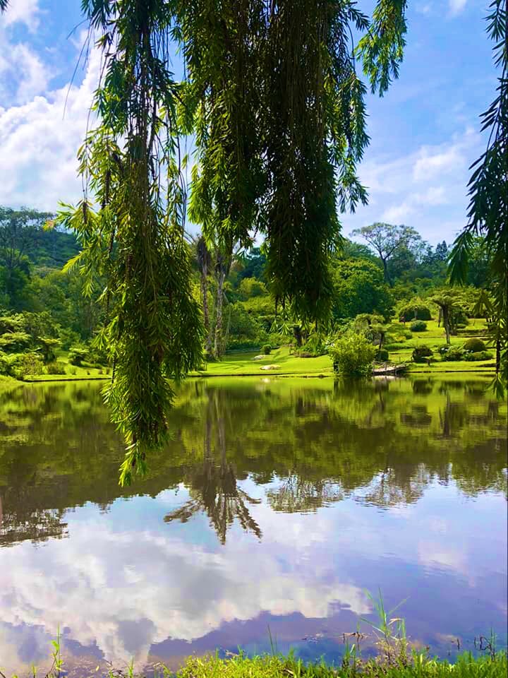PTChimusoro's tweet photo. Zimbabwe has a lot of beauty waiting for us to experience. Imagine, being out there, soaked in the beauty and splendour of Vumba Botanical Gardens, relaxed, refreshing and recharging yourself! It only takes a decision; that I will #VisitZimbabwe and the rest will be experience. https://t.co/2Nnk6TDR7j