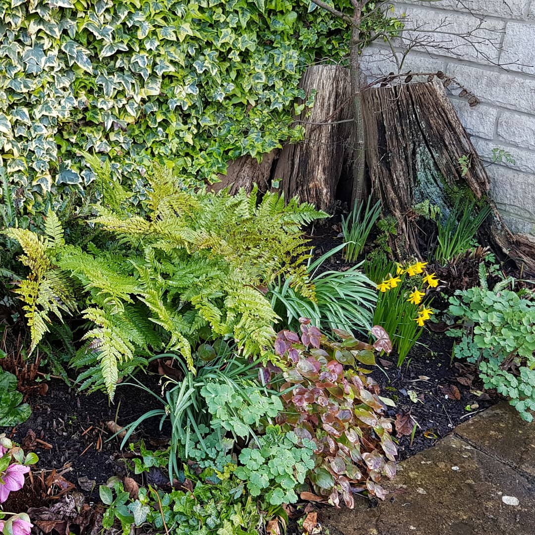 #stumperies dont have to be big this one i built in #tetbury some while ago for a good friend is just 6ft x 3ft and is maturing nicely. They provide great #wildlifehabitats  this one features in my #lecture 'Stumperies,ferns & shady friends'