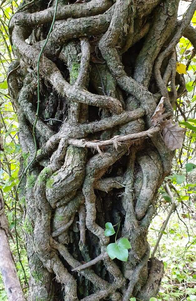 AimonsAspremont's tweet photo. Randonnée des senteurs, découverte de l'ancien chemin de Nice 🌲🌿🐜 #Aspremont #Elections2020 https://t.co/J2ZFeGl8Hq