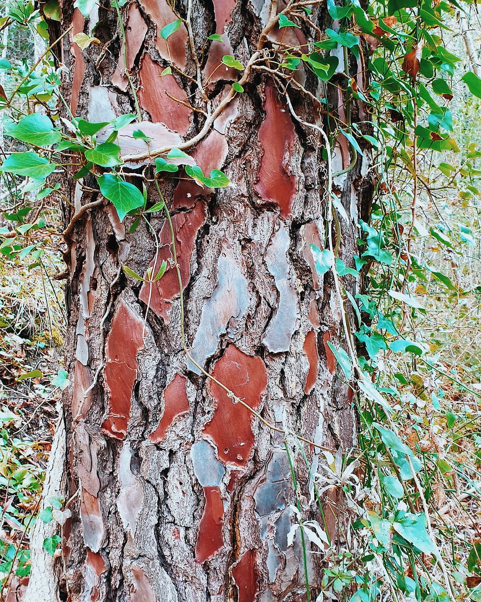 AimonsAspremont's tweet photo. Randonnée des senteurs, découverte de l'ancien chemin de Nice 🌲🌿🐜 #Aspremont #Elections2020 https://t.co/J2ZFeGl8Hq