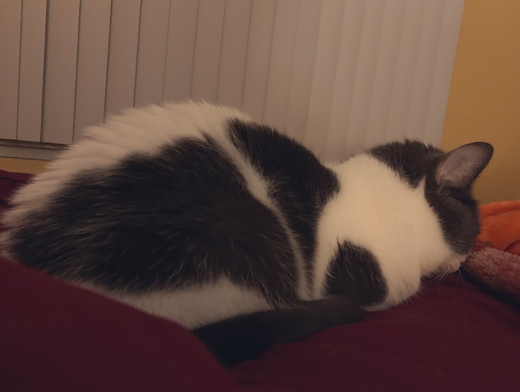 AmaraInSeattle's tweet image. Intern #SeattleCatMika is pouting about not being at #SMMW20, so I told here I would share some stuff over in @AmaraDumlao as I review the recorded content/my notes.
#InternProblems #FOMO