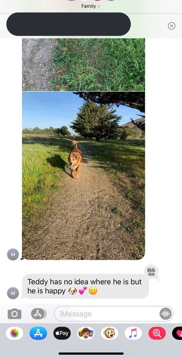 rhianwillliams's tweet photo. my parents are doing a road trip up the coast w my blind dog &amp; these are the updates they send me https://t.co/mx7nADGj5e
