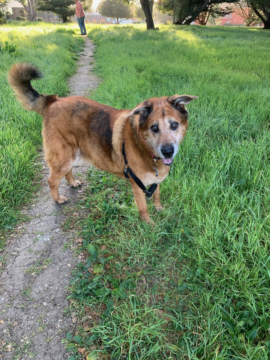 rhianwillliams's tweet photo. my parents are doing a road trip up the coast w my blind dog &amp; these are the updates they send me https://t.co/mx7nADGj5e