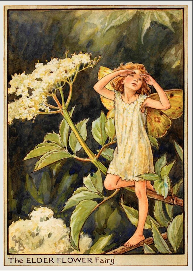frome_maude's tweet photo. An elder tree was often planted by the back door of houses to stop evil spirits, faeries &amp; witches from entering. Moreover Welsh housewives had a custom of tracing the outline of elder leaves onto freshly whitened floors to keep witches away. #FolkloreThursday Img: Cicely Barker https://t.co/rAKKilI4Xb