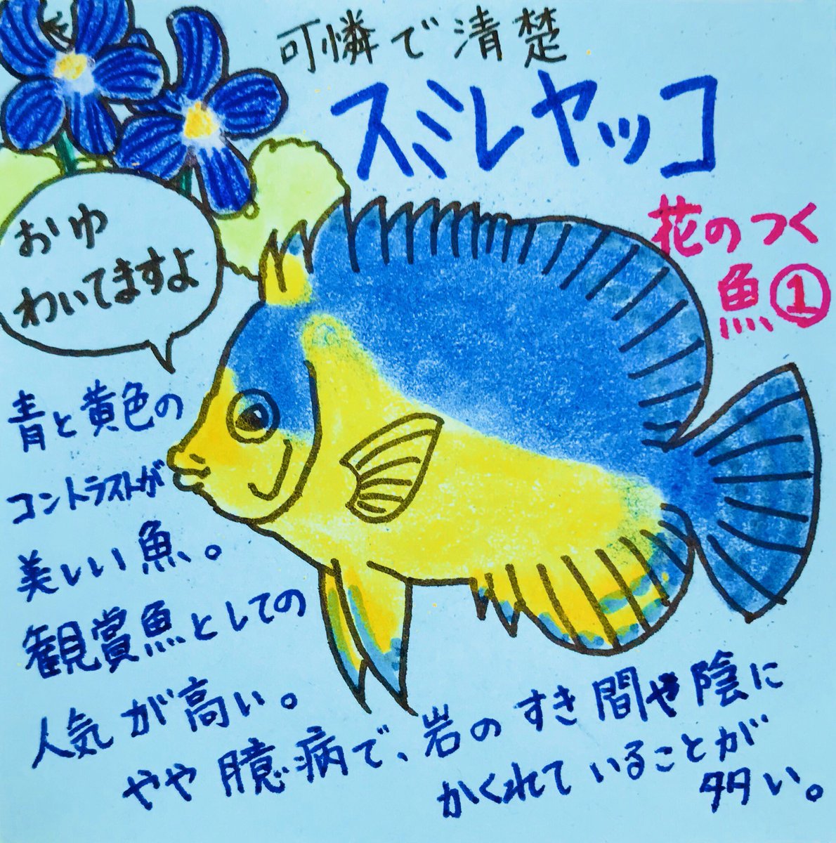 職員室の坂本さん בטוויטר 今日のお昼のやつ Upするの忘れてた は るよこいっ は やくこいっ ということで 今日は 花の名前 が付いてる魚シリーズ スミレヤッコは 個人的に思い入れが強い魚 奥ゆかしい感じと上目遣いがどストレートなんだよなぁ 学名に