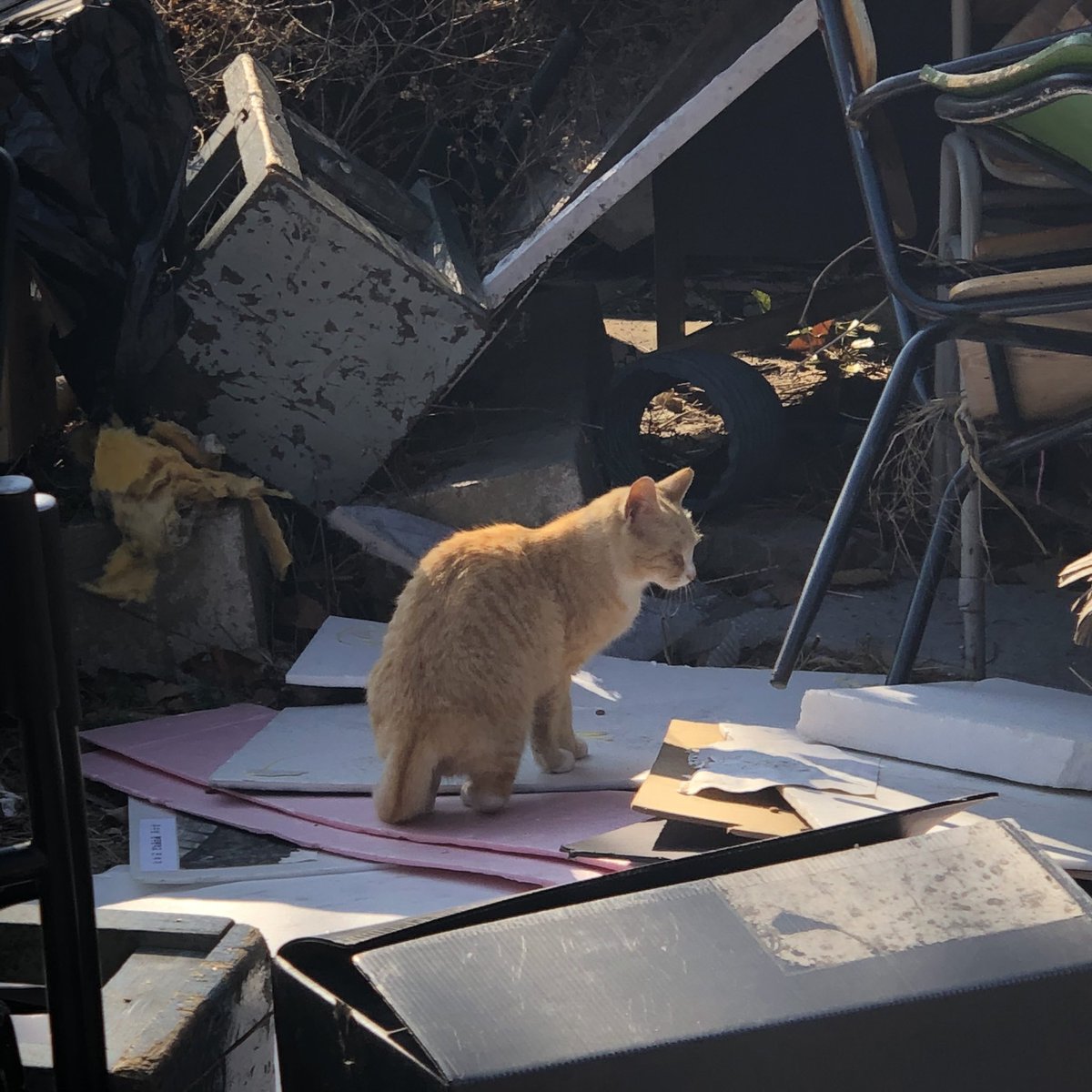 저번에 병든 오소리가 온 적도 있고, 들개가 고양이 밥을 자꾸 먹어서 고양이 밥을 주지 말라는 공지가 내려왔다. 어떻게 해야하지..ㅠ 그리고 고양이들 집 쪽에 건물을 짓는다고 다 무너뜨린다는데ㅠㅠ너무 막막함