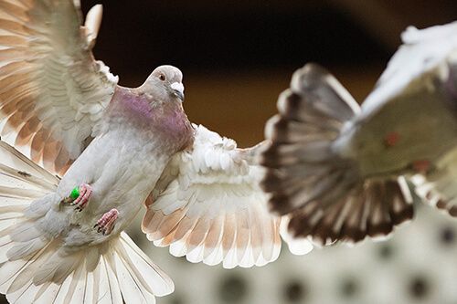 AviformAvian's tweet photo. Everything you need for winning birds https://t.co/sWslLQ8xgb
#racingpigeon #pigeonracing #pigeonfancier https://t.co/5JEzQuijuY