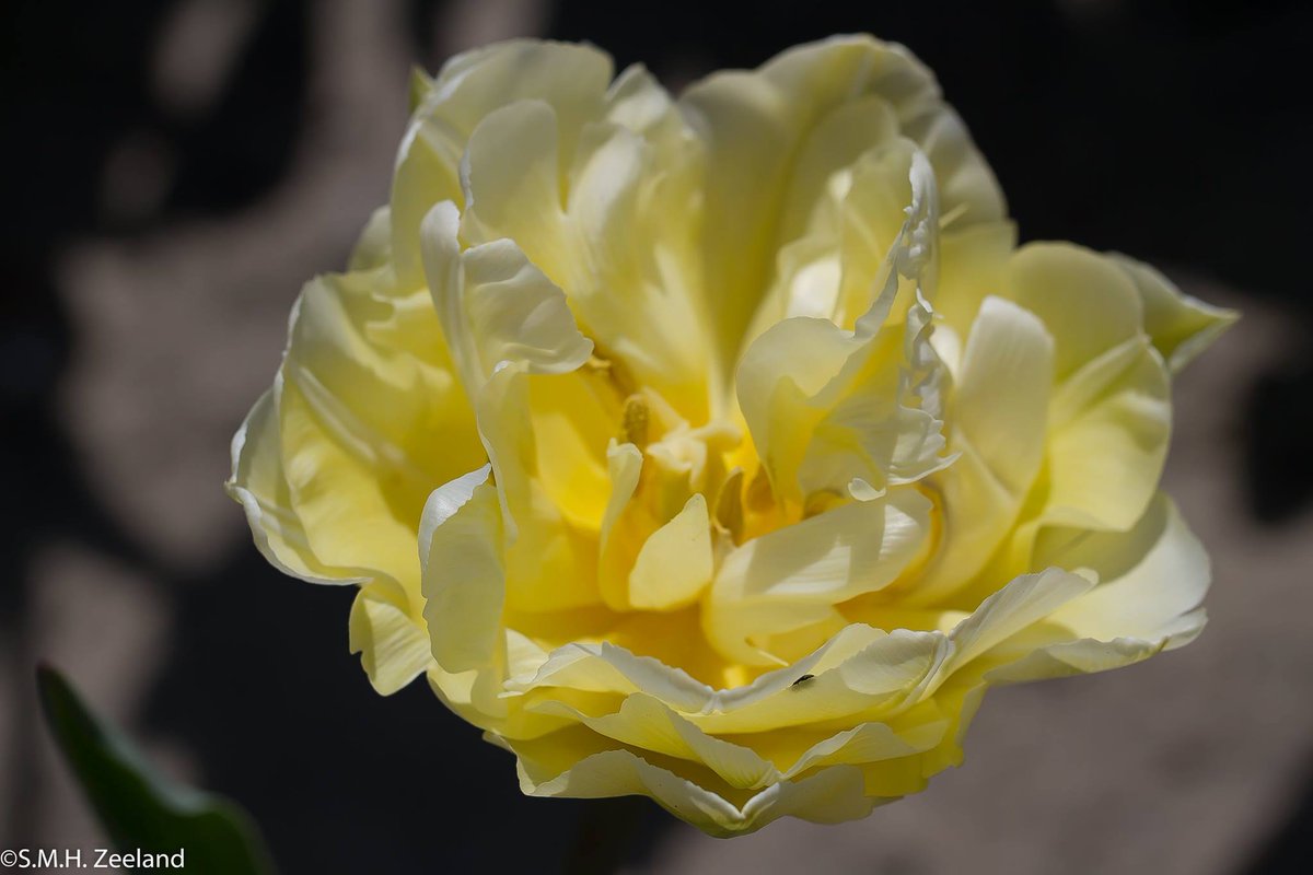 “Love grows by giving. The love we give away is the only love we keep. The only way to retain love is to give it away.” 💗
.#goodmorning 📸❤️ Scott Hefti <a href="/Havenlust/">Scott</a>