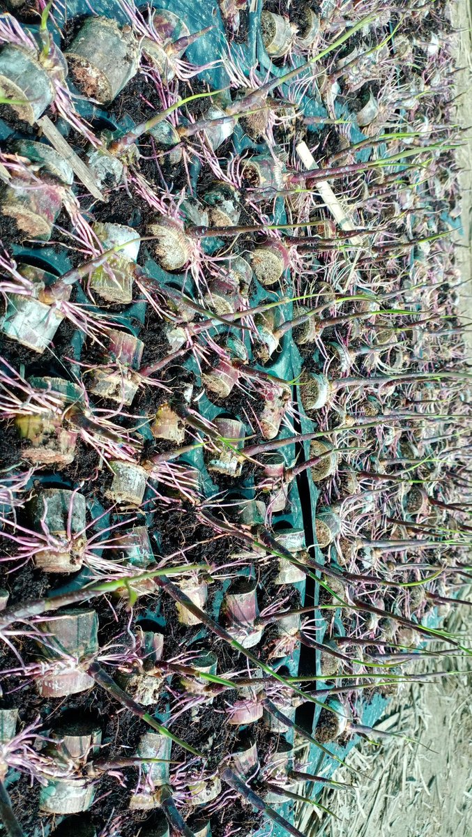 NSGenetics's tweet photo. @canewebsite Sir, we are raising single bud plant nursery in Meerut for farmers to provide treated, healthy sugarcane plants. Need your encouragement for this work. Raising 118, 8272 and 138 varieties right now. https://t.co/OCw2dfKgIl