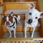dogtrainingct's tweet photo. #BarkBusters I couldn't be happier with our decision to choose Bark Busters. Michael was fantastic! He took the time to answer all our questions and really get to know our two dogs and their issues. We have an 11 yr old American Staffordshire Terrier... https://t.co/Fmn6kw8ZGI https://t.co/89p1SqlMAK