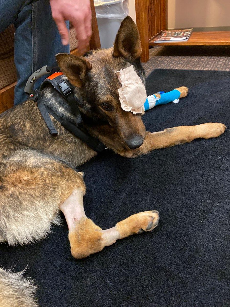 gofundme.com/f/k9-chief-med…