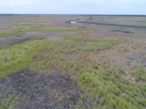 theCEWH's tweet image. The @UC_CAWS team for the Lachlan @FMerproject are back from the #GreatCumbung. Reed beds are looking good where
e-water reached them in spring. A stunning Peron&apos;s tree #frog was also found exploring around the field station house 😍 @FionaDyer @Will_Higgisson
