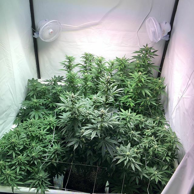 DavesGrow's tweet photo. Looking good in week 3 flower. #cococoir #whatsgoingonindavesgrow #thestonermom #cherriesjubilee #louisxiii #skywalkerog #tahoeog #mauiwaui #frenchmacaron #advancednutrients #thevaultseedbank https://t.co/KWgGEFeYnh