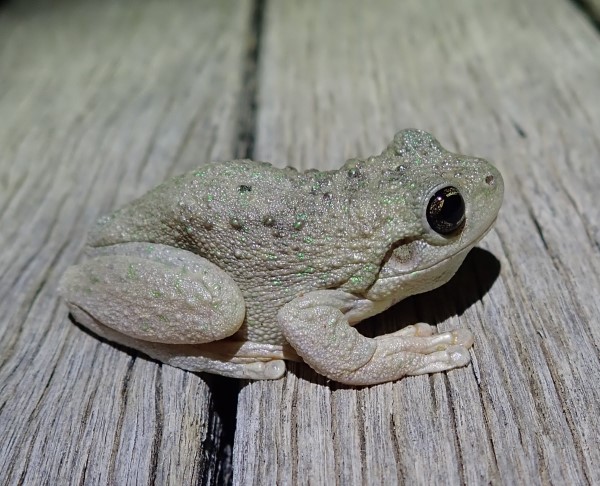 theCEWH's tweet image. The @UC_CAWS team for the Lachlan @FMerproject are back from the #GreatCumbung. Reed beds are looking good where
e-water reached them in spring. A stunning Peron&apos;s tree #frog was also found exploring around the field station house 😍 @FionaDyer @Will_Higgisson