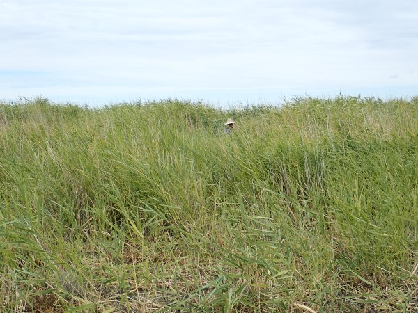 theCEWH's tweet image. The @UC_CAWS team for the Lachlan @FMerproject are back from the #GreatCumbung. Reed beds are looking good where
e-water reached them in spring. A stunning Peron&apos;s tree #frog was also found exploring around the field station house 😍 @FionaDyer @Will_Higgisson