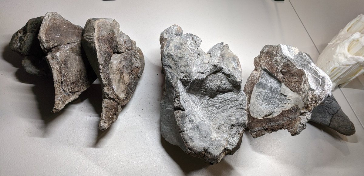 NARGpaleo's tweet photo. More show and tell, a fossil whale braincase with its earbones! https://t.co/nAglCoZhkH