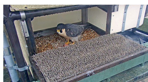 towergirlUT's tweet photo. Just incubating my egg, hbu https://t.co/rI1mH0aHR7
