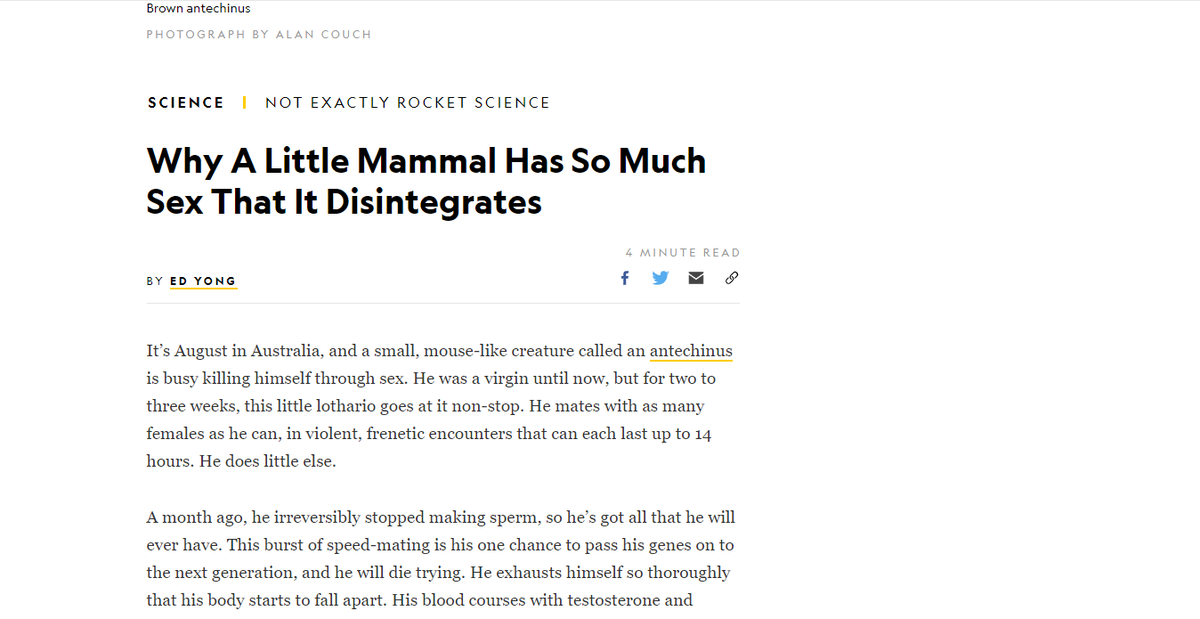 EricNshimyumuk2's tweet image. In his article on National Geographic,@ED YONG, Australia's little marsupial mice ( #antechinus) have so much Sex that they die. The process is also known as big-bang reproduction.  you can access the whole article through nationalgeographic.com/science/phenom… 
#CUinTheLab